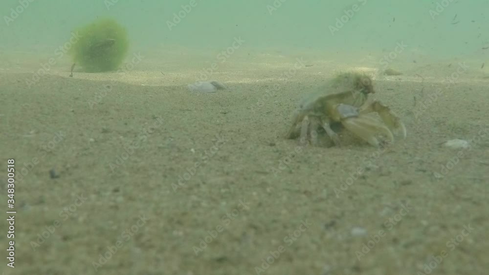 View of a sea crab in the black sea in the sand
View of a sea crab in the black sea in the sand