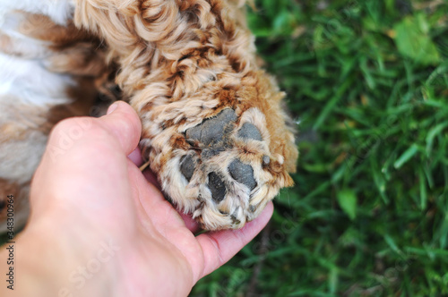 Human and the animal connection. The concept of trust and friendship.Dog paw.