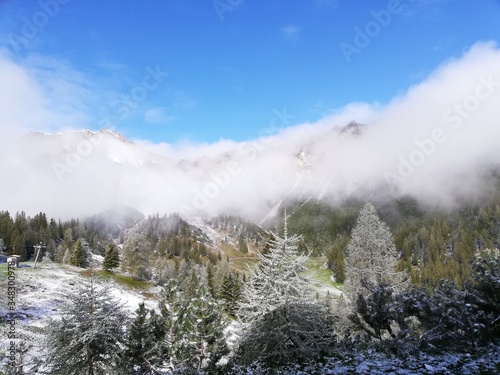 snow covered trees