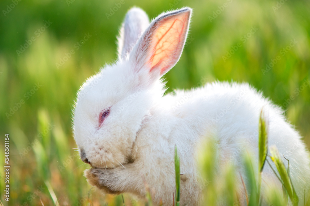 Little rabbit on green grass in summer day