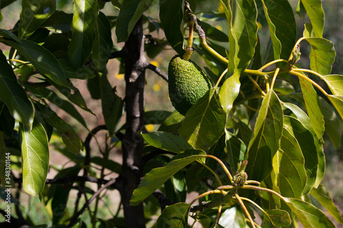 avocado in the tree in a ecological orchard