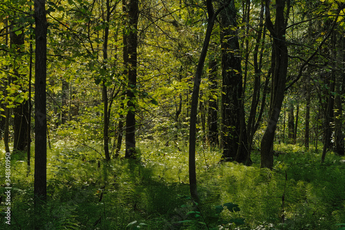 Fototapeta Naklejka Na Ścianę i Meble -  in the summer forest and sunlight breaks through the crowns of trees