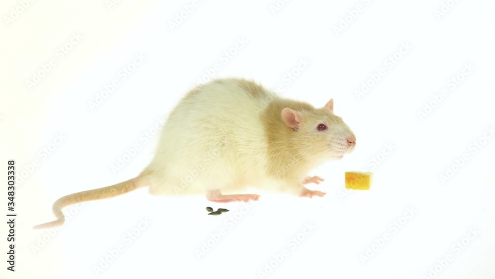 Decorative cute rat with red eyes eating isolated on a white background in studio. Close up Decorative cute rat with red eyes eating isolated on a white background in studio. Close up