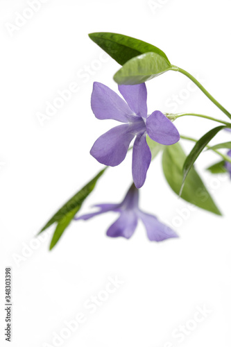 Fototapeta Naklejka Na Ścianę i Meble -  Blue flower with green leaf on a white background