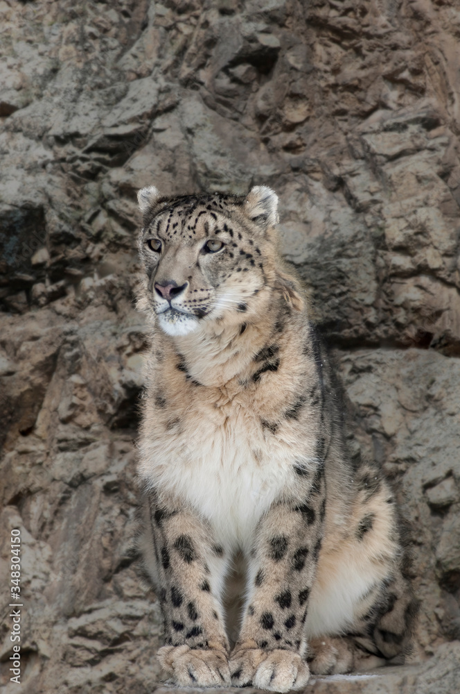 Closeup of a male snow leopard between rocks Closeup of a male snow leopard between rocks
