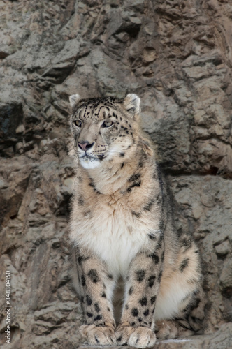 Closeup of a male snow leopard between rocks