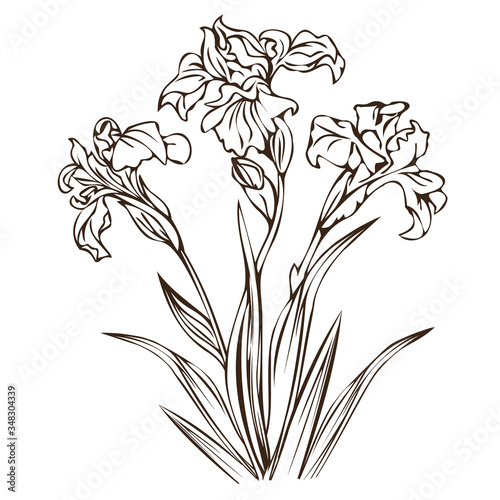 Blooming irises, monochrome outline isolated vector illustration.