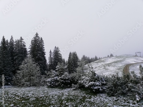 snow covered trees
