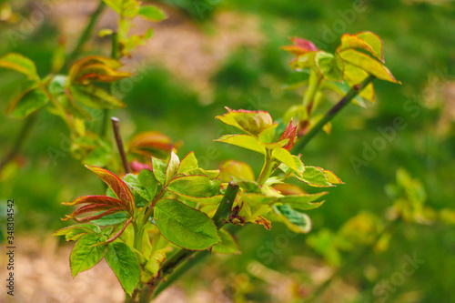 Green young rose branch in the garden. Spring. Selective focus.