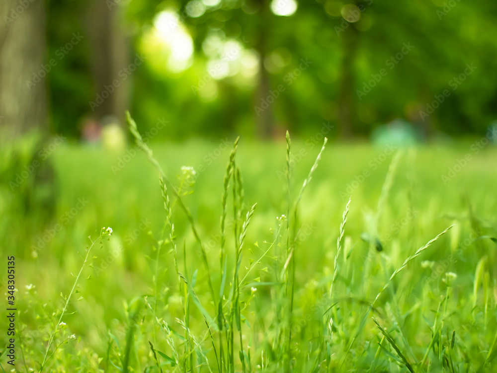 Green grass in the park with blurry background Green grass in the park with blurry background
