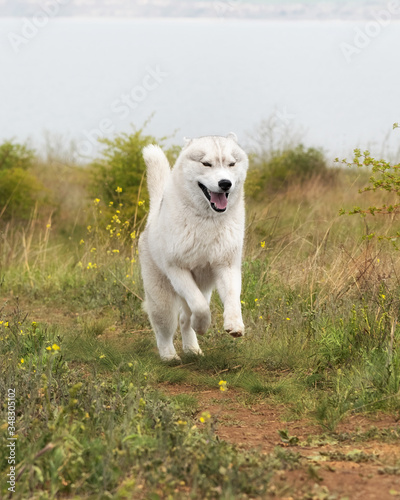 A happy young grey and white Siberian husky male dog with brown eyes. He is jumping and running at river coast. There is a lot of greenery, yellow flowers around him. The sky is grey.