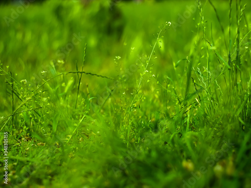 Green grass in the park with blurry background © ILLIA ZOTOV