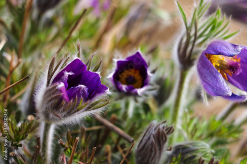 Harvest Flowers of saffron after collection. Crocus sativus. Selective focus. photo