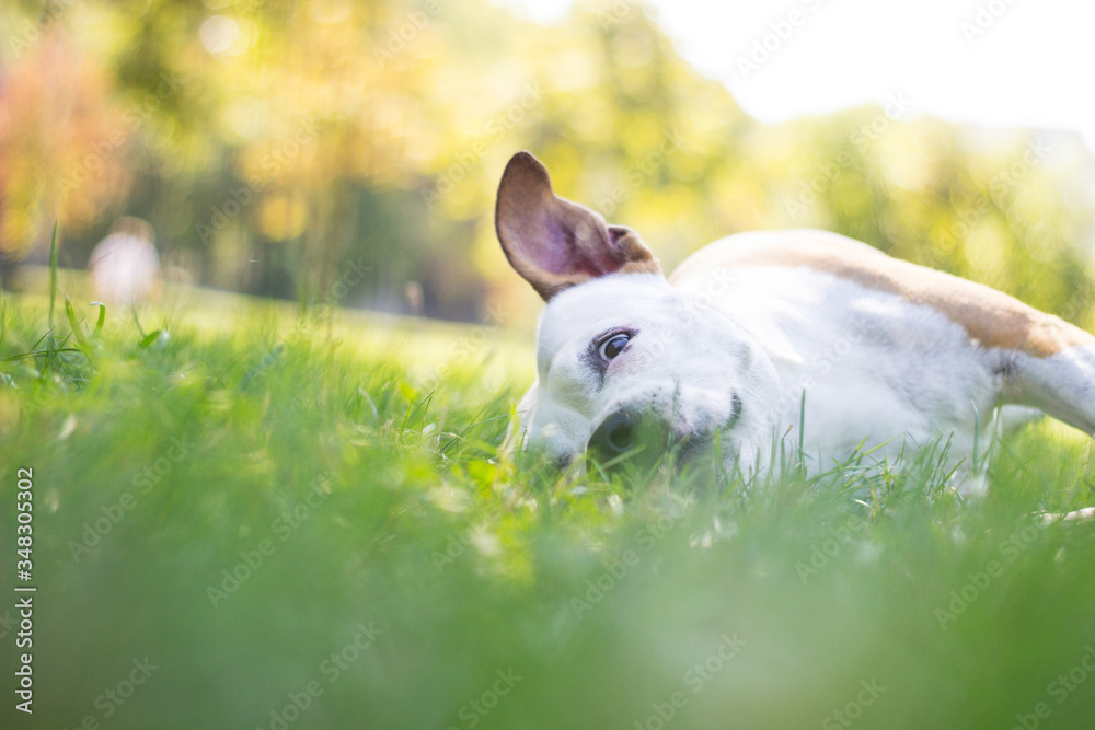 Portrait of a happy dog in the city park. Happy dog lying down at the grass