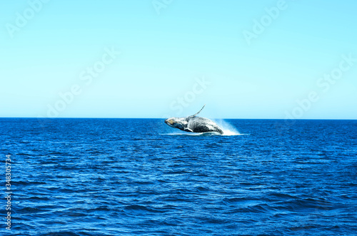 Humpback whale in Brazil