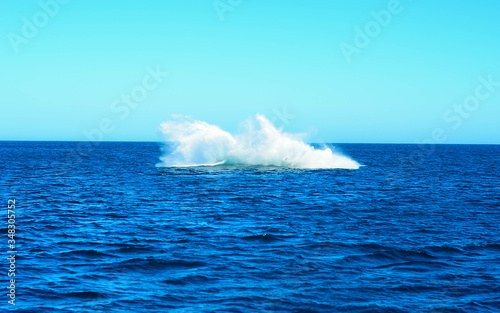 Humpback whale in Brazil