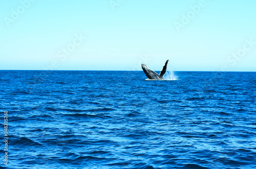 Humpback whale in Brazil