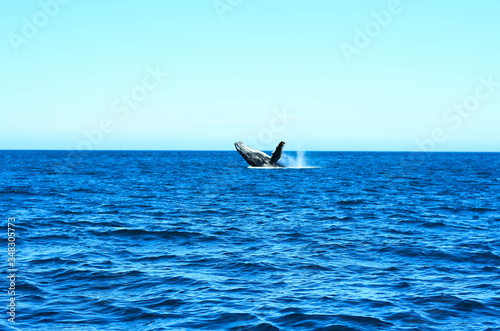 Humpback whale in Brazil