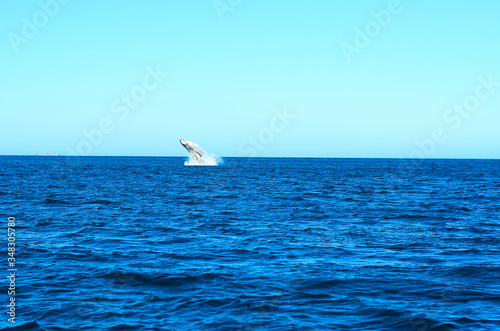 Humpback whale in Brazil