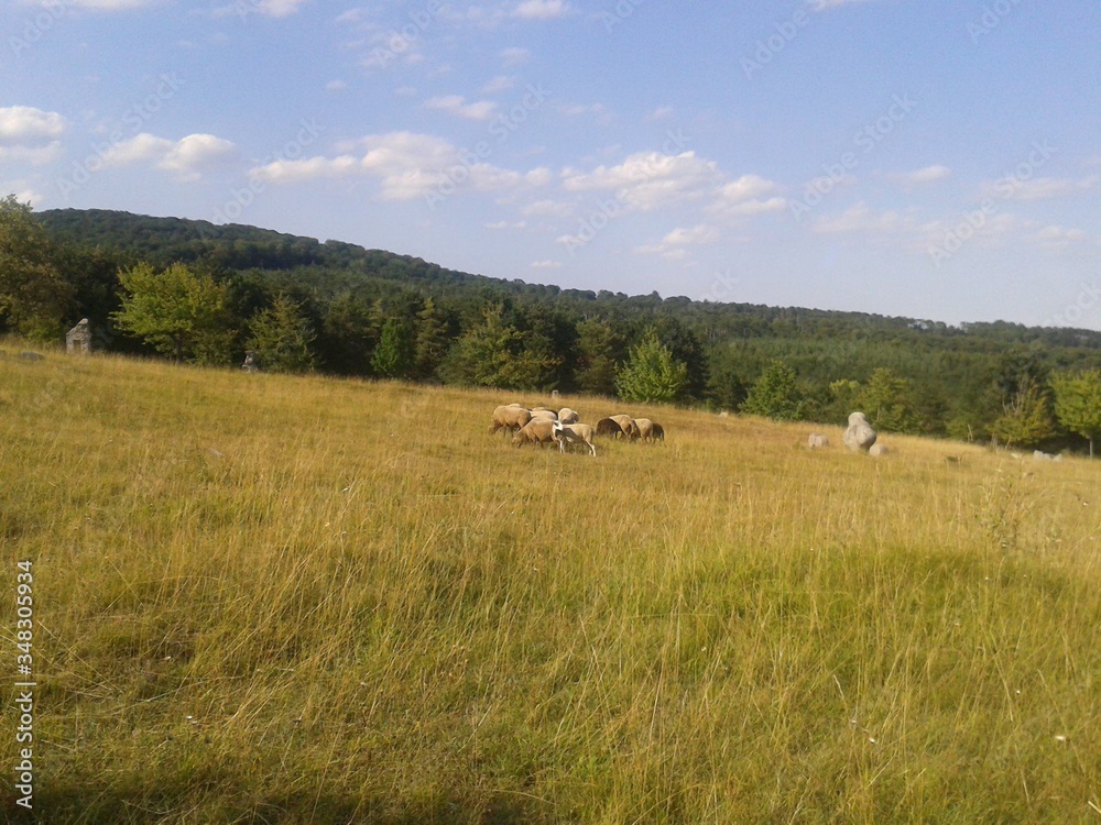 grassland with sheeps on it