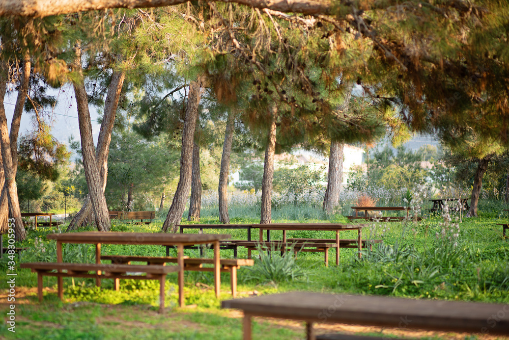 beautiful picnic area with many benches in Cyprus under the pine trees with florwers around. Family travel and holiday concept. Sunset light
