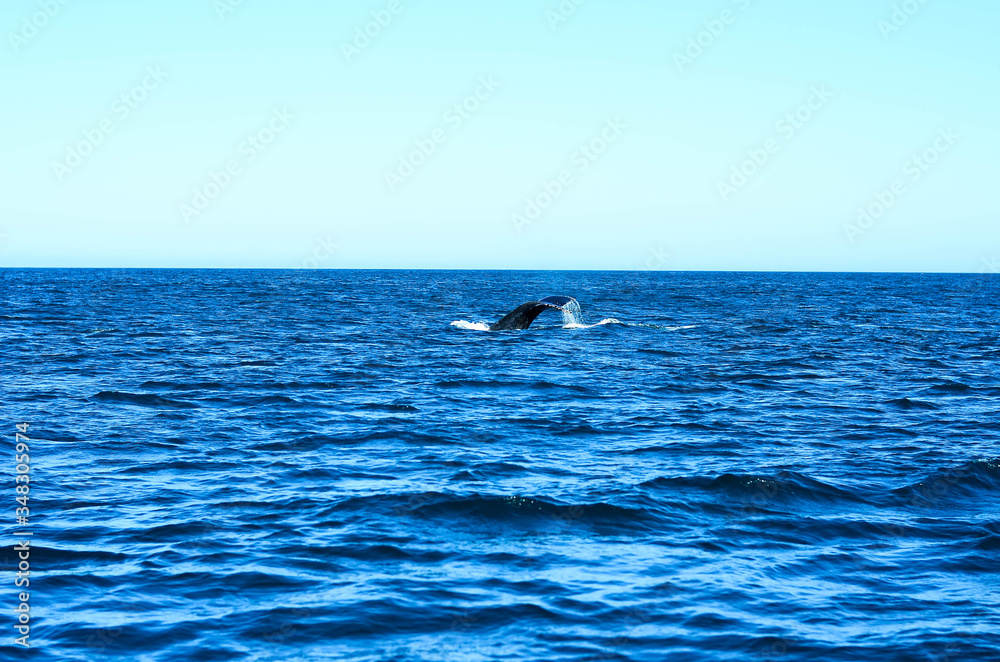 Fototapeta premium Humpback whale in Brazil