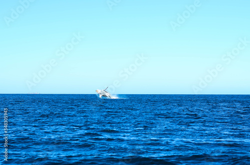 Humpback whale in Brazil