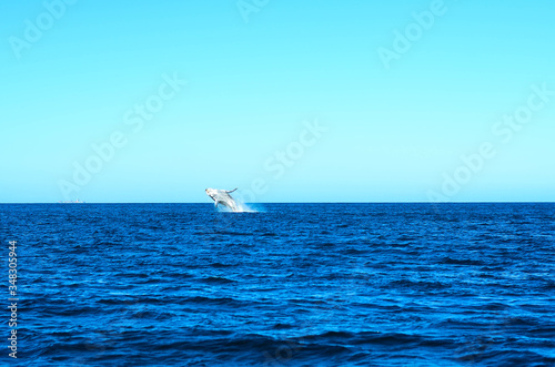 Humpback whale in Brazil