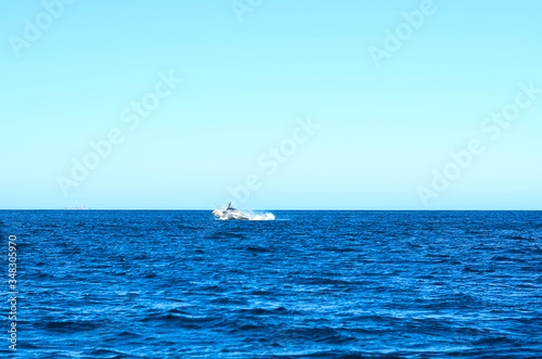 Humpback whale in Brazil