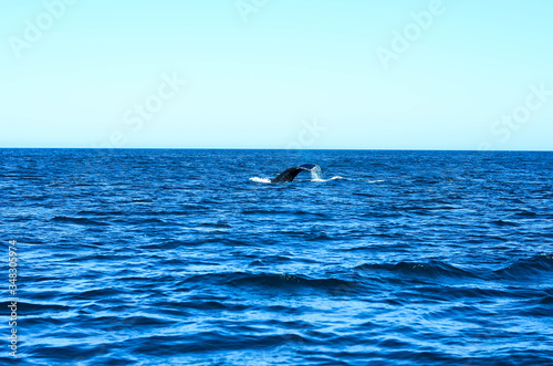 Humpback whale in Brazil