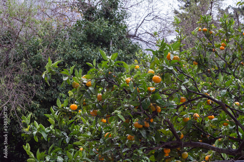 Many tangerines hanging on a tree in the garden.