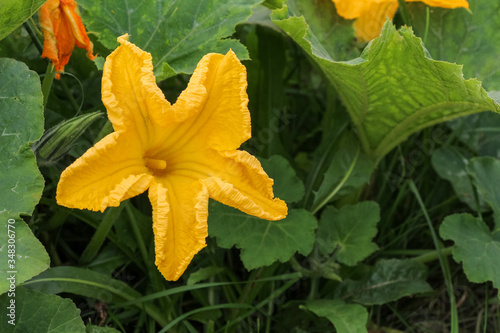 Close up view of yellow marrow flower in vegetable garden. Organic food theme.