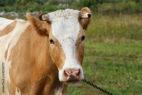 Close up view of white and brown cow head on green summer field. Livestock animals theme.