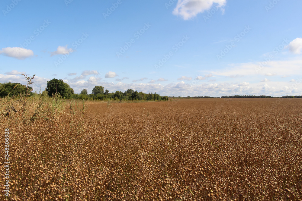 Agricultural field of flax before harvesting. White clouds on blue sky. Selective focus. Beautiful landscape. The theme of the production of clothing from plant materials. Agricultural field of flax before harvesting. White clouds on blue sky. Selective focus. Beautiful landscape. The theme of the production of clothing from plant materials.