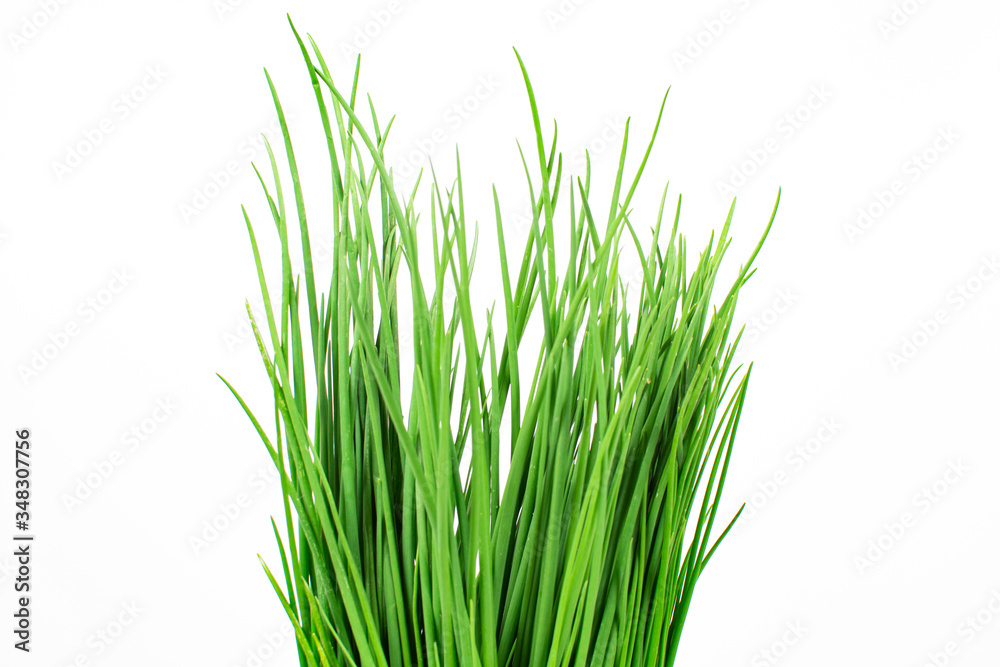 Green grass isolated on white Green grass isolated on white