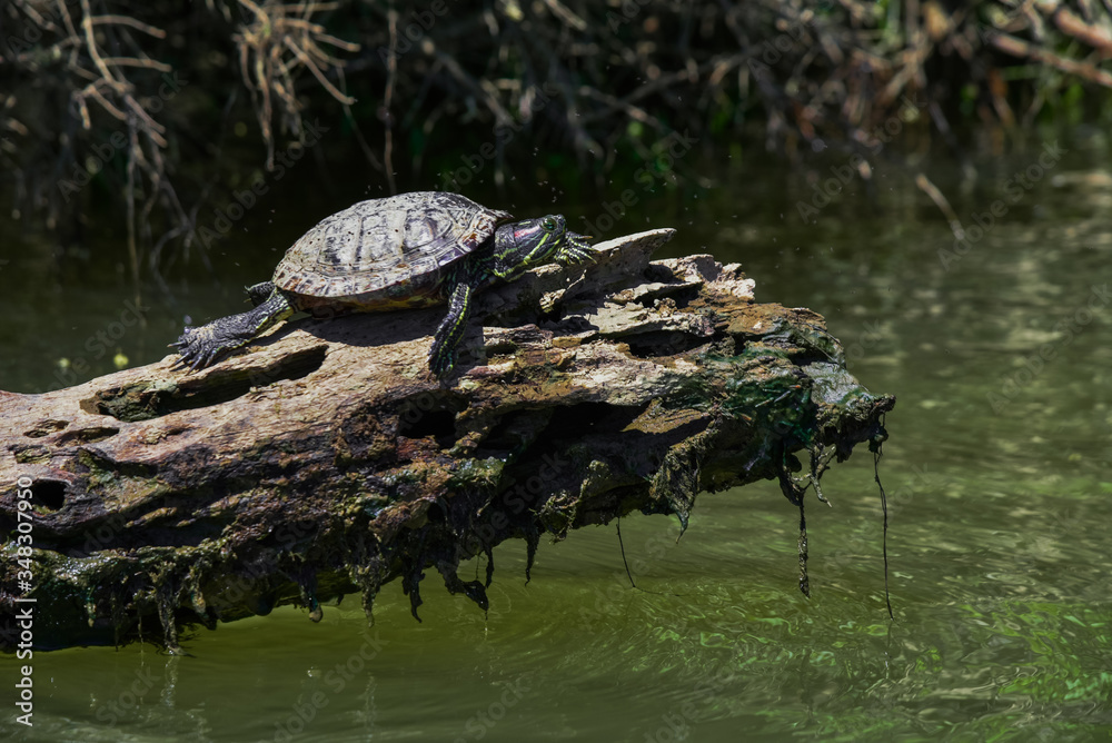 Obraz premium Pond Slider Turtle on Log While Paddling the Tennessee River in Knoxville, TN 