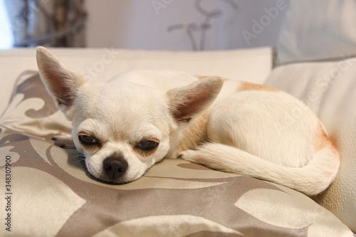 cane animale domestico cuccia dormire  © franzdell