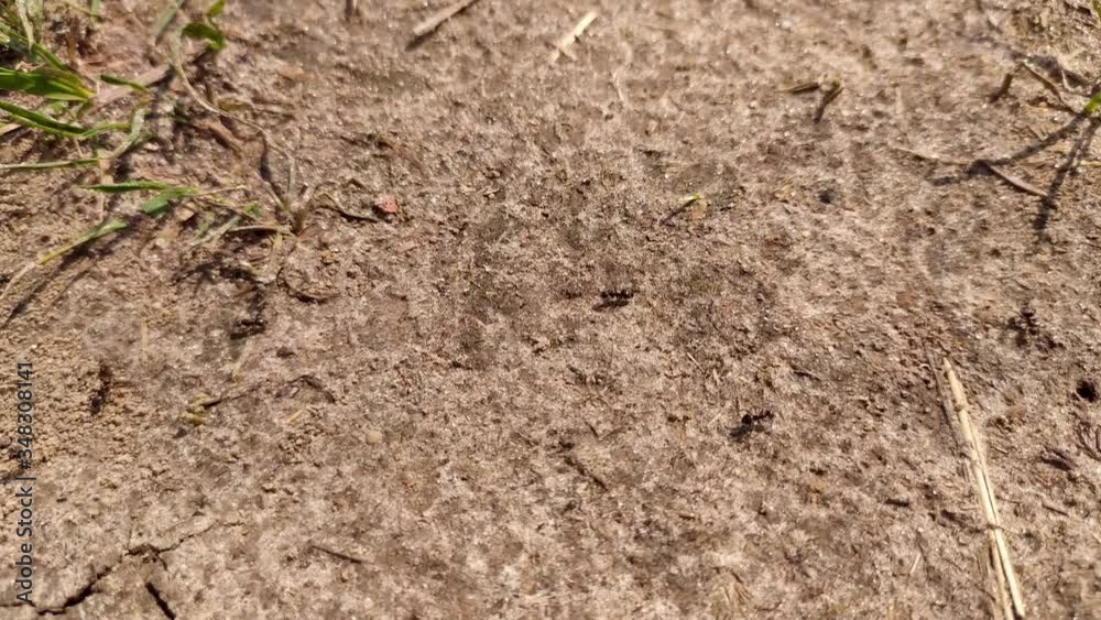 a lot of black ants. run one by one. climb into the mink. run in flocks. a series of. ant families
a lot of black ants. run one by one. climb into the mink. run in flocks. a series of. ant families