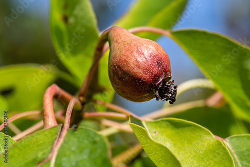 small freshly born pear fruit on a green background of leaves