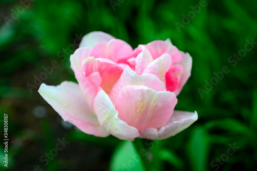 pink peony tulip. Very similar to a lily or a rose.