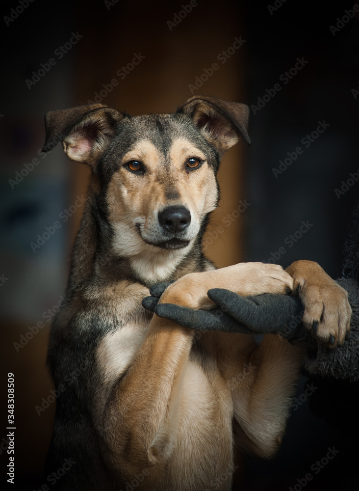 Concept: Cute friendly looking stray dog