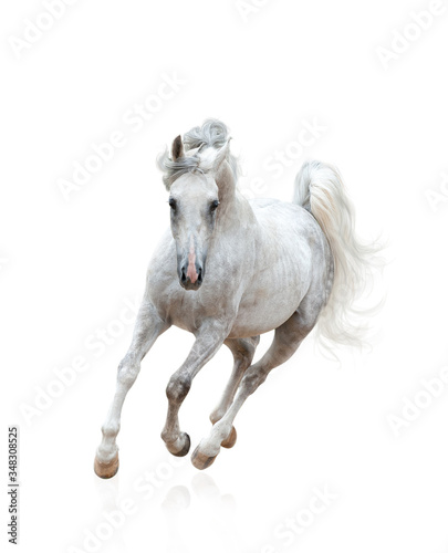 Beautiful snow-white arabian stallion galloping over a white