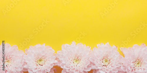 .banner light pink chrysanthemum flowers with yellow-green centers on a bright yellow background. Space for copy..