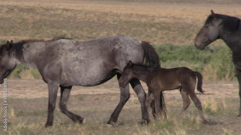 Wild Horses in Spring in the Utah Desert Wild Horses in Spring in the Utah Desert