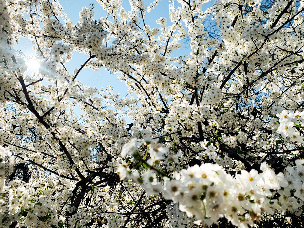 Fototapeta premium flowering white trees spring as background flowers