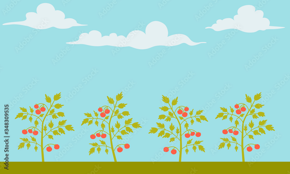 Landscape with organic ripe tomatoes in the garden. Flat design. Vector illustration Landscape with organic ripe tomatoes in the garden. Flat design. Vector illustration