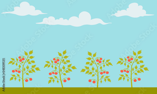 Landscape with organic ripe tomatoes in the garden. Flat design. Vector illustration