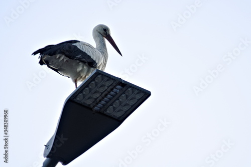 The picture was taken on the evening of a sunny day and shows a stork sitting on a street lamp and looking at the photographer.