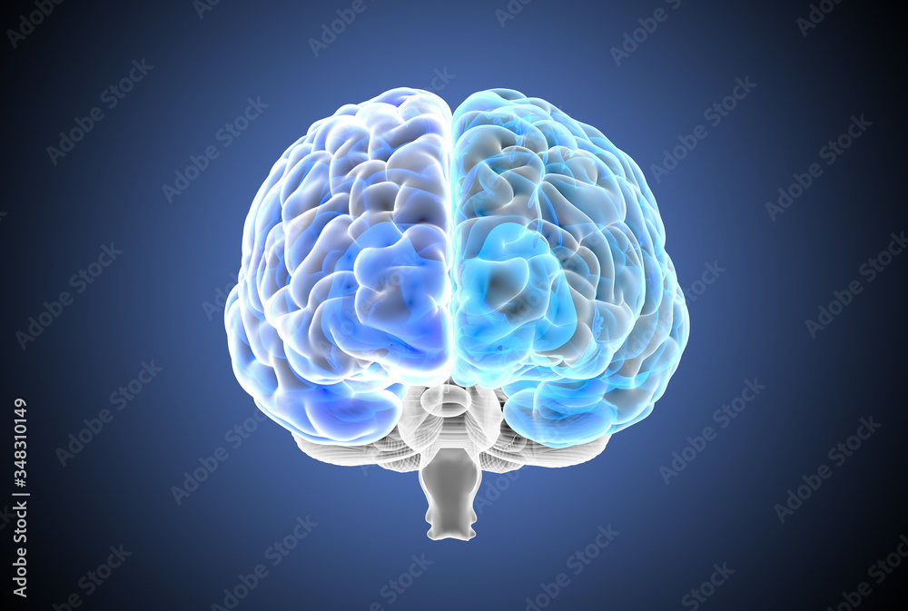 3D rendering blue transparent hemispheres of human brain xray illustration 3D rendering blue transparent hemispheres of human brain xray illustration