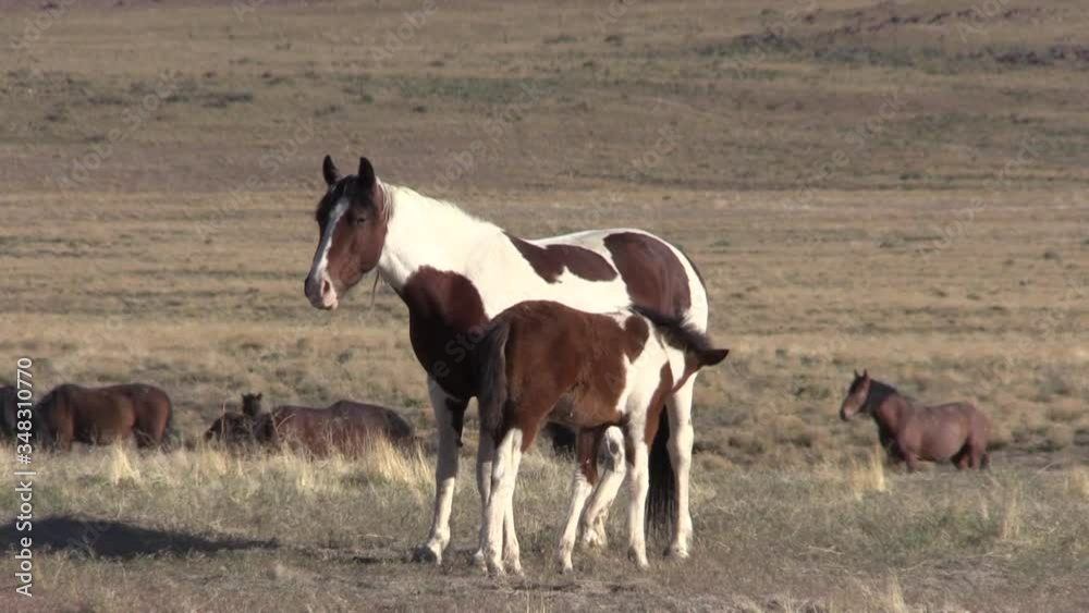 Wild Horses Mare and Foal in the Utah Desert Wild Horses Mare and Foal in the Utah Desert
